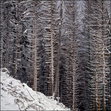 nord